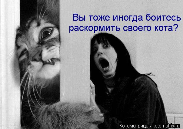 Вы тоже иногда боитесь раскормить своего кота?... Котоматрица: Вы тоже иногда боитесь раскормить своего кота?
