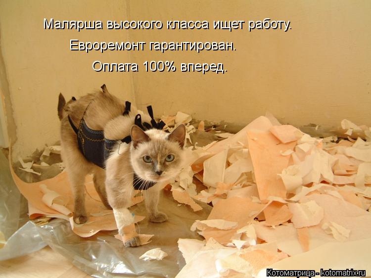 Малярша высокого класса ищет работу. Евроремонт гарантирован. Оплата 100% вперед. Малярша высокого кл... Котоматрица: Малярша высокого класса ищет работу. Евроремонт гарантирован. Оплата 100% вперед. Малярша высокого класса ищет работу.