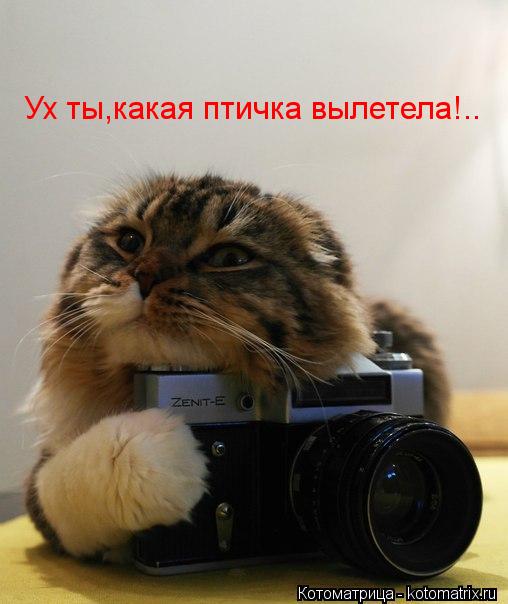 Ух ты,какая птичка вылетела!..... Котоматрица: Ух ты,какая птичка вылетела!..