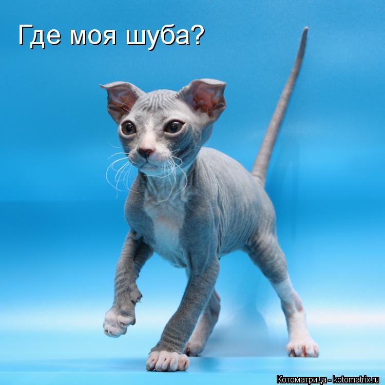 Где моя шуба?... Котоматрица: Где моя шуба?