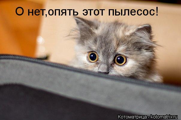О нет,опять этот пылесос!... Котоматрица: О нет,опять этот пылесос!