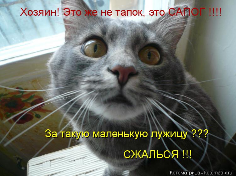 За такую маленькую лужицу ??? СЖАЛЬСЯ !!! Хозяин! Это же не тапок, это САПОГ !!!!... Котоматрица: За такую маленькую лужицу ??? СЖАЛЬСЯ !!! Хозяин! Это же не тапок, это САПОГ !!!!