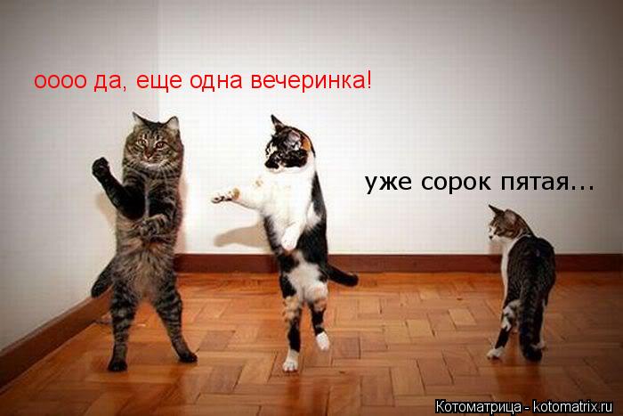 оооо да, еще одна вечеринка! уже сорок пятая...... Котоматрица: оооо да, еще одна вечеринка! уже сорок пятая...
