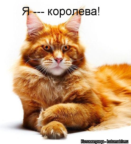 Я --- королева!... Котоматрица: Я --- королева!