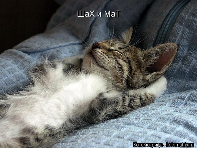 ШаХ и МаТ... Котоматрица: ШаХ и МаТ
