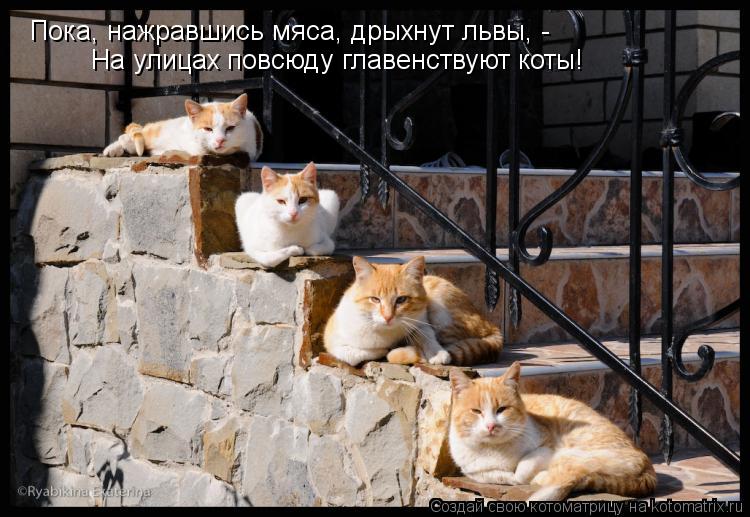 Пока, нажравшись мяса, дрыхнут львы, - На улицах повсюду главенствуют коты!... Котоматрица: Пока, нажравшись мяса, дрыхнут львы, - На улицах повсюду главенствуют коты!