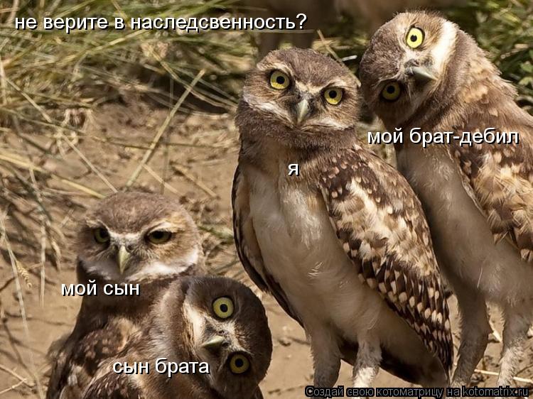 я мой брат-дебил мой сын не верите в наследсвенность? сын брата... Котоматрица: я мой брат-дебил мой сын не верите в наследсвенность? сын брата