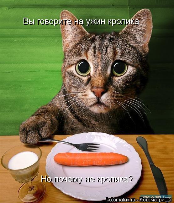 Котоматрица: Вы говорите на ужин кролика Но почему не кролика?