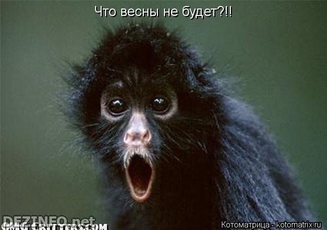 Что весны не будет?!!... Котоматрица: Что весны не будет?!!