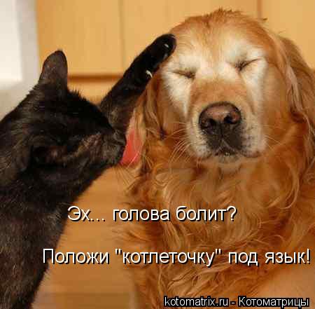 Эх... голова болит? Положи "котлеточку" под язык!... Котоматрица: Эх... голова болит? Положи "котлеточку" под язык!