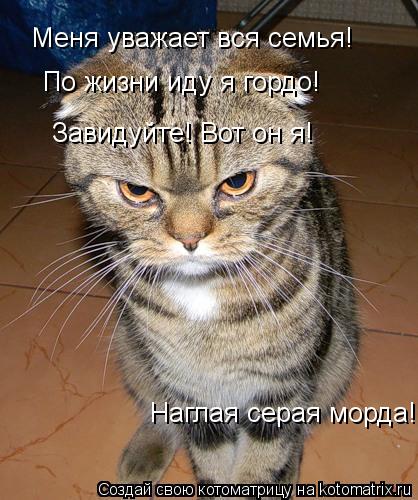 Меня уважает вся семья! По жизни иду я гордо! Завидуйте! Вот он я! Наглая серая морда!... Котоматрица: Меня уважает вся семья! По жизни иду я гордо! Завидуйте! Вот он я! Наглая серая морда!