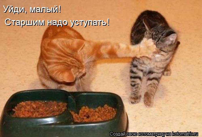 Уйди, малый! Старшим надо уступать!... Котоматрица: Уйди, малый! Старшим надо уступать!