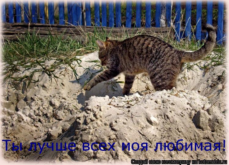 Ты лучше всех моя любимая!... Котоматрица: Ты лучше всех моя любимая!