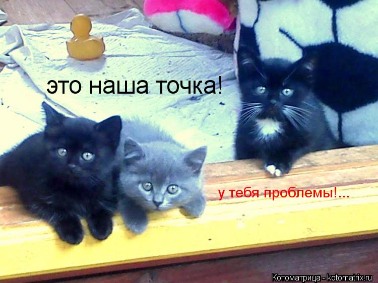 это наша точка! у тебя проблемы!...... Котоматрица: это наша точка! у тебя проблемы!...