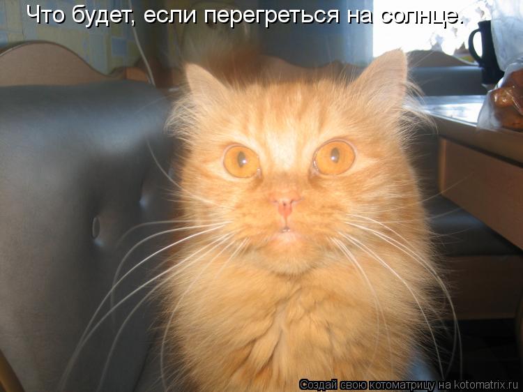 Что будет, если перегреться на солнце.... Котоматрица: Что будет, если перегреться на солнце.