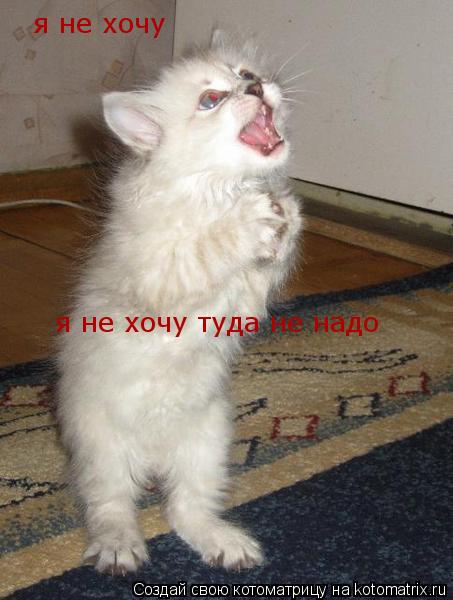 я не хочу я не хочу туда не надо... Котоматрица: я не хочу я не хочу туда не надо