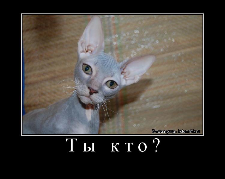Ты кто? ... Котоматрица: Ты кто?