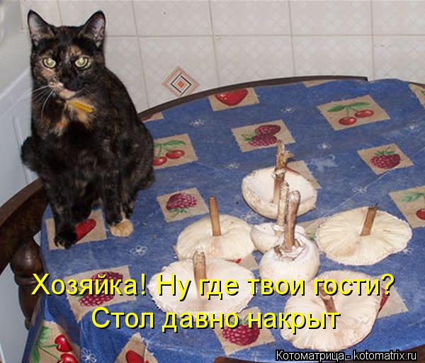 Хозяйка! Ну где твои гости? Стол давно накрыт... Котоматрица: Хозяйка! Ну где твои гости? Стол давно накрыт