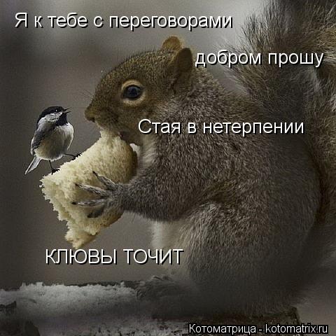 Я к тебе с переговорами добром прошу Стая в нетерпении КЛЮВЫ ТОЧИТ... Котоматрица: Я к тебе с переговорами добром прошу Стая в нетерпении КЛЮВЫ ТОЧИТ