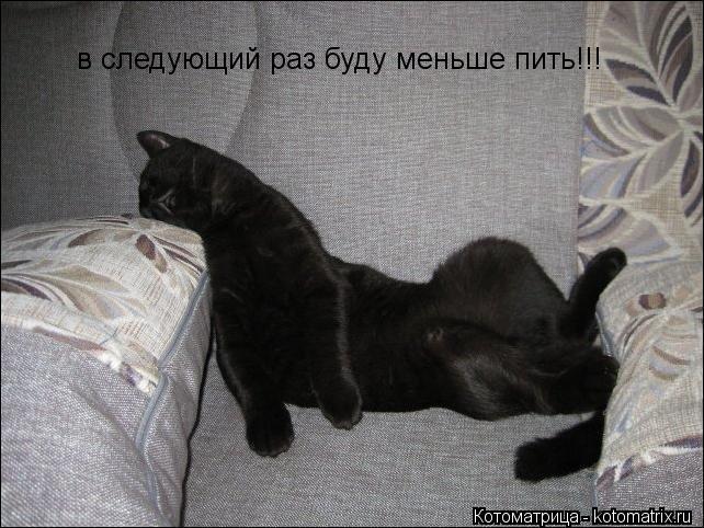 в следующий раз буду меньше пить!!!... Котоматрица: в следующий раз буду меньше пить!!!