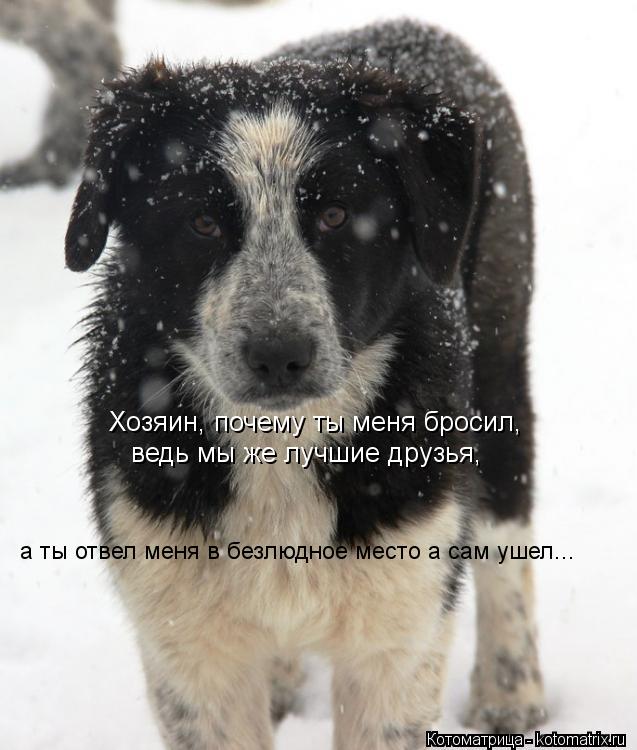 Хозяин, почему ты меня бросил, ведь мы же лучшие друзья, а ты отвел меня в безлюдное место а сам уш... Котоматрица: Хозяин, почему ты меня бросил, ведь мы же лучшие друзья, а ты отвел меня в безлюдное место а сам ушел...