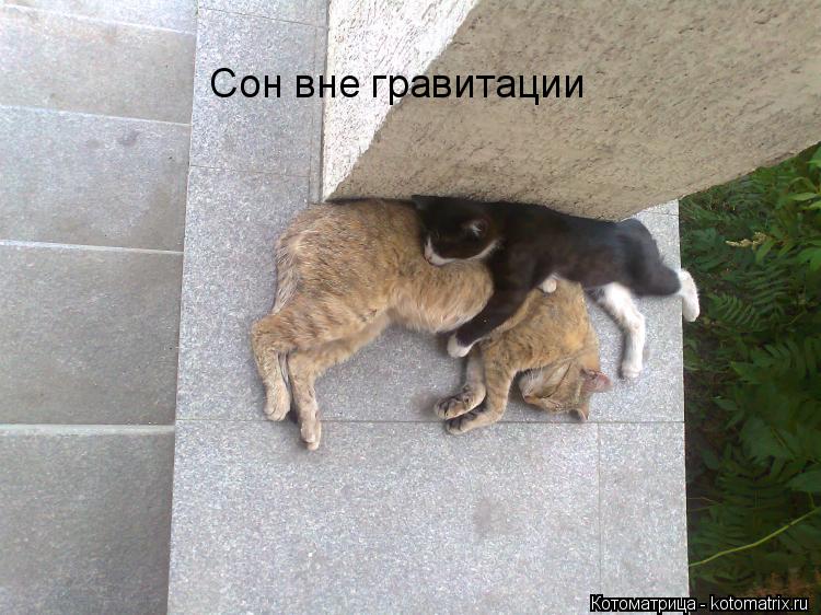 Сон вне гравитации... Котоматрица: Сон вне гравитации
