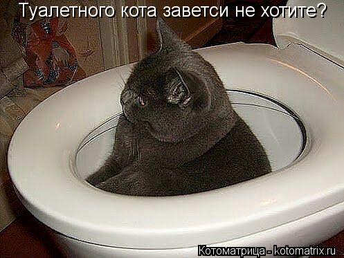 Туалетного кота заветси не хотите?... Котоматрица: Туалетного кота заветси не хотите?