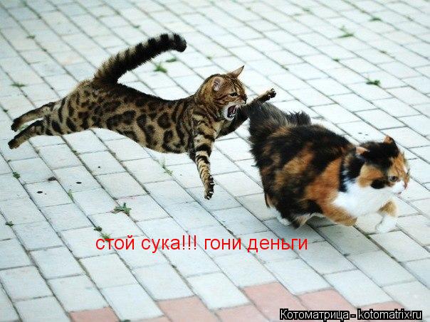 стой сука!!! гони деньги... Котоматрица: стой сука!!! гони деньги