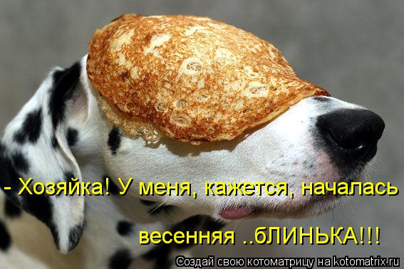 - Хозяйка! У меня, кажется, началась весенняя ..бЛИНЬКА!!!... Котоматрица: - Хозяйка! У меня, кажется, началась весенняя ..бЛИНЬКА!!!