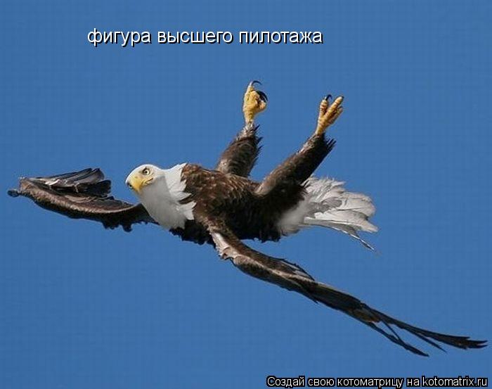 фигура высшего пилотажа... Котоматрица: фигура высшего пилотажа
