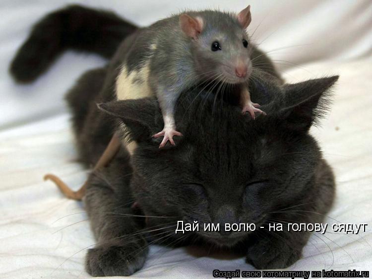Дай им волю - на голову сядут... Котоматрица: Дай им волю - на голову сядут