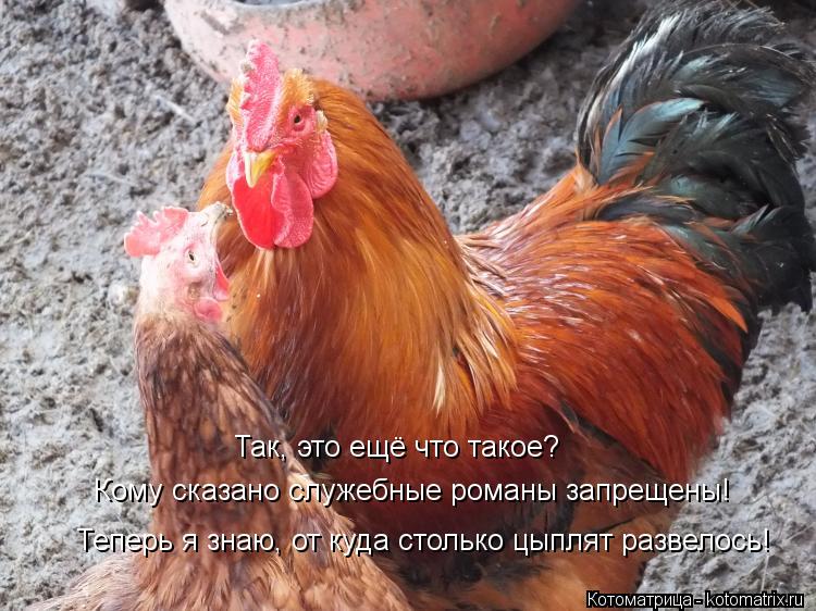 Так, это ещё что такое? Кому сказано служебные романы запрещены! Теперь я знаю, от куда столько цыпля... Котоматрица: Так, это ещё что такое? Кому сказано служебные романы запрещены! Теперь я знаю, от куда столько цыплят развелось!