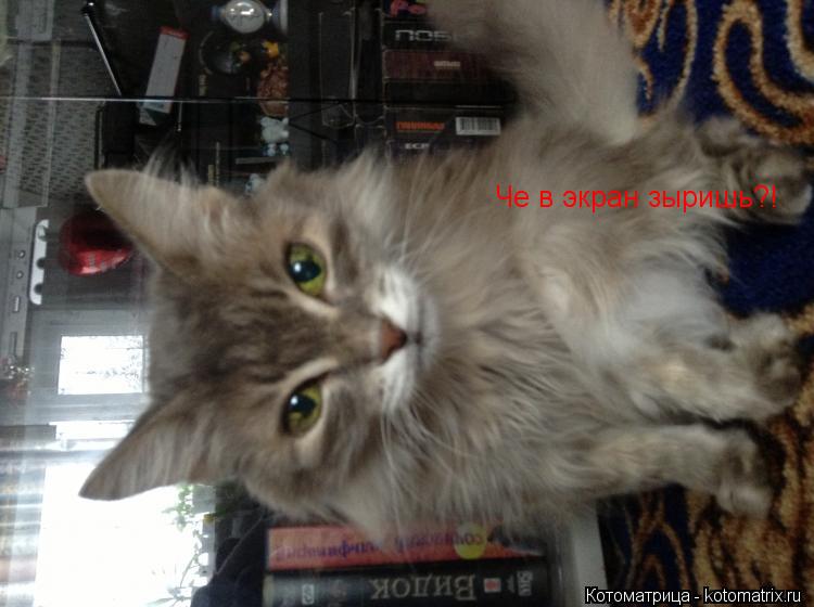 Че в экран зыришь?!... Котоматрица: Че в экран зыришь?!