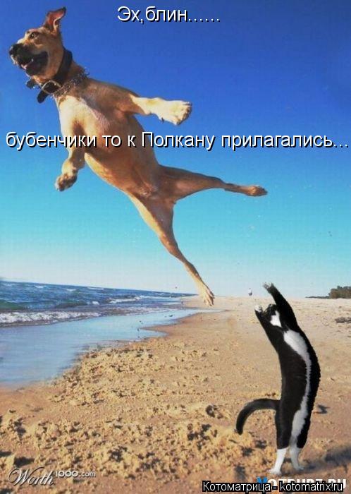 Эх,блин...... бубенчики то к Полкану прилагались........ Котоматрица: Эх,блин...... бубенчики то к Полкану прилагались.....