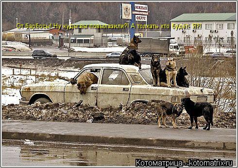 От барбосы! Ну куды вы повылазили?! А толкать хто будет- Я?!... Котоматрица: От барбосы! Ну куды вы повылазили?! А толкать хто будет- Я?!