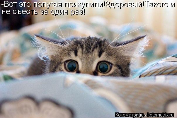-Вот это попугая прикупили!Здоровый!Такого и не съесть за один раз!... Котоматрица: -Вот это попугая прикупили!Здоровый!Такого и не съесть за один раз!