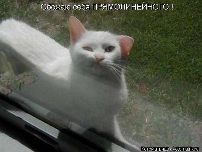 Обожаю себя ПРЯМОЛИНЕЙНОГО !... Котоматрица: Обожаю себя ПРЯМОЛИНЕЙНОГО !