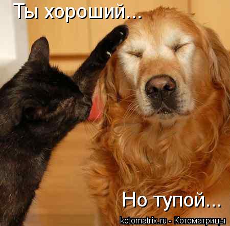 Ты хороший... Но тупой...... Котоматрица: Ты хороший... Но тупой...