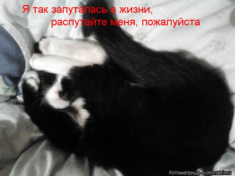 Я так запуталась в жизни, распутайте меня, пожалуйста... Котоматрица: Я так запуталась в жизни, распутайте меня, пожалуйста