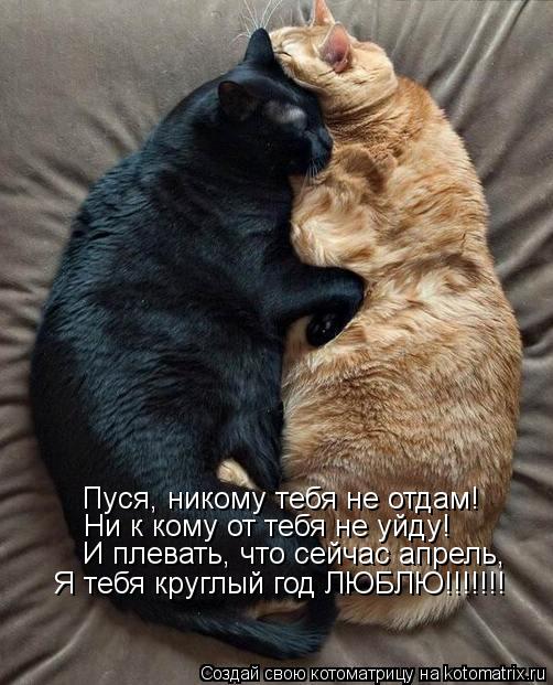 Пуся, никому тебя не отдам! Ни к кому от тебя не уйду! И плевать, что сейчас апрель, я тебя круглый г... Котоматрица: Пуся, никому тебя не отдам! Ни к кому от тебя не уйду! И плевать, что сейчас апрель, я тебя круглый год ЛЮБЛЮ!!!!!!! Пуся, никому тебя не отдам! Ни
