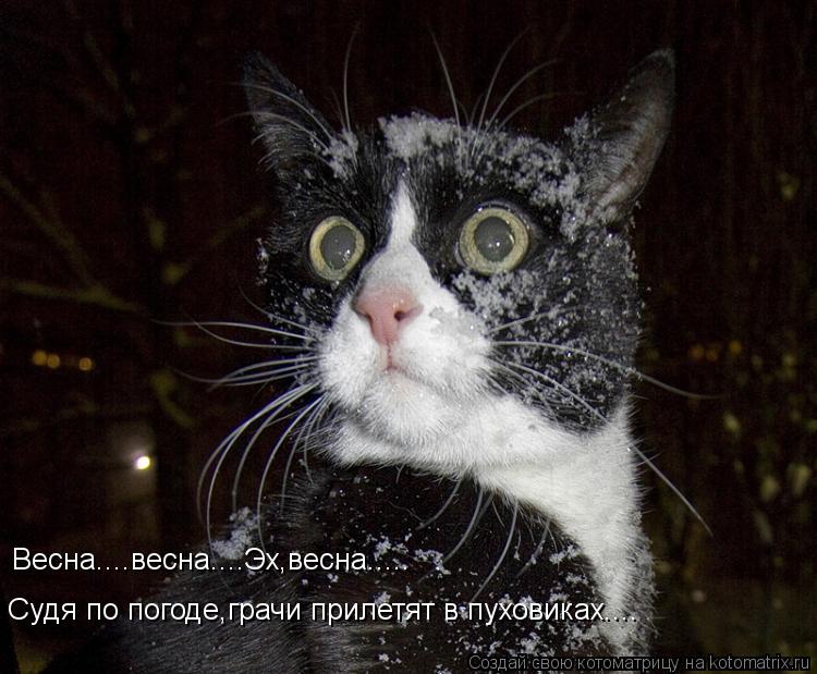 Весна....весна....Эх,весна..... Судя по погоде,грачи прилетят в пуховиках....... Котоматрица: Весна....весна....Эх,весна..... Судя по погоде,грачи прилетят в пуховиках....