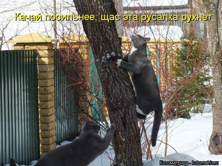 Качай посильнее, щас эта русалка рухнет... Котоматрица: Качай посильнее, щас эта русалка рухнет
