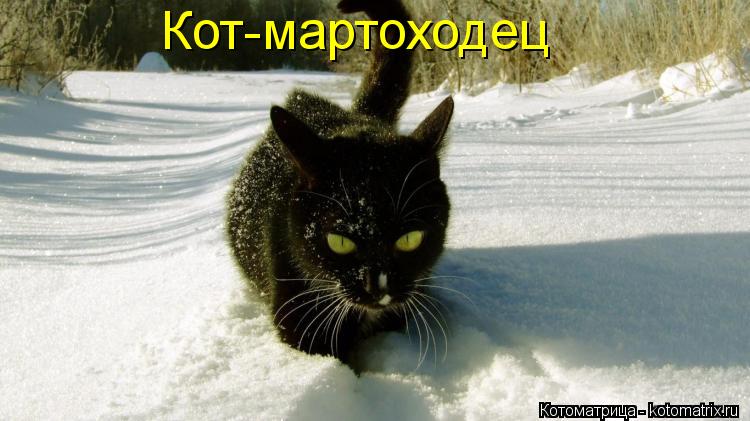 Кот-мартоходец... Котоматрица: Кот-мартоходец