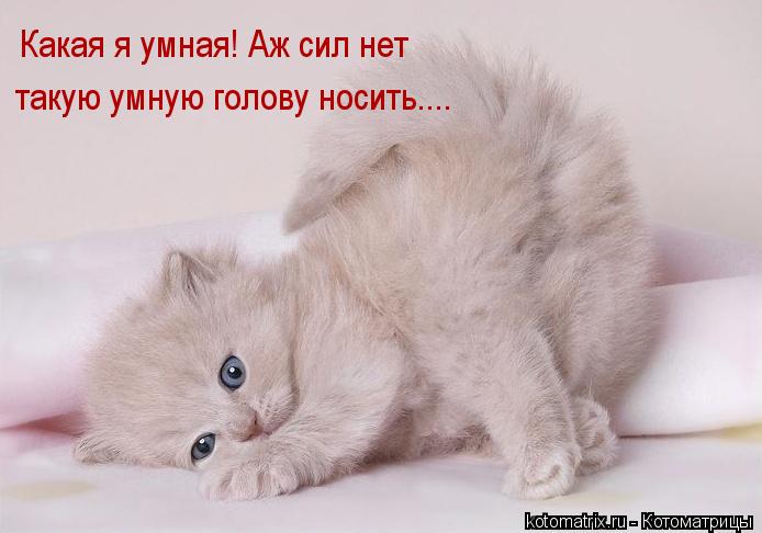 Какая я умная! Аж сил нет такую умную голову носить....... Котоматрица: Какая я умная! Аж сил нет такую умную голову носить....
