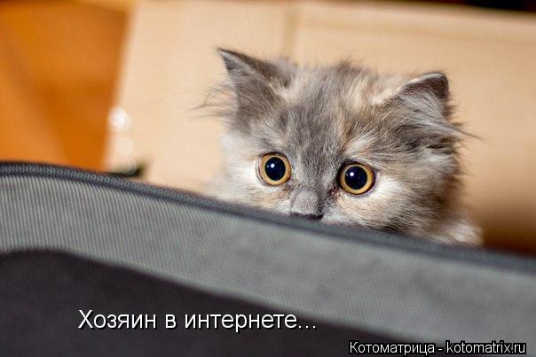 Хозяин в интернете...... Котоматрица: Хозяин в интернете...