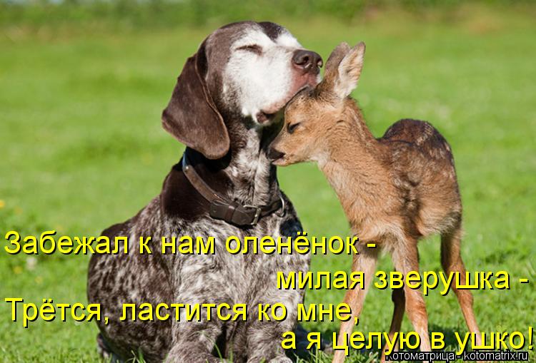 Забежал к нам оленёнок - милая зверушка - Трётся, ластится ко мне, а я целую в ушко!... Котоматрица: Забежал к нам оленёнок - милая зверушка - Трётся, ластится ко мне, а я целую в ушко!