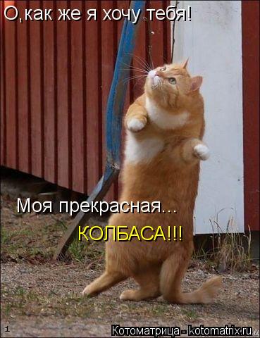 О,как же я хочу тебя! Моя прекрасная... КОЛБАСА!!!... Котоматрица: О,как же я хочу тебя! Моя прекрасная... КОЛБАСА!!!