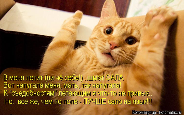 В меня летит (ни чё себе!) ..шмат САЛА Вот напугала меня, мать, так напугала! К "съедобностям" летающ... Котоматрица: В меня летит (ни чё себе!) ..шмат САЛА Вот напугала меня, мать, так напугала! К "съедобностям" летающим я что-то не привык.. Но.. все же, чем по поп