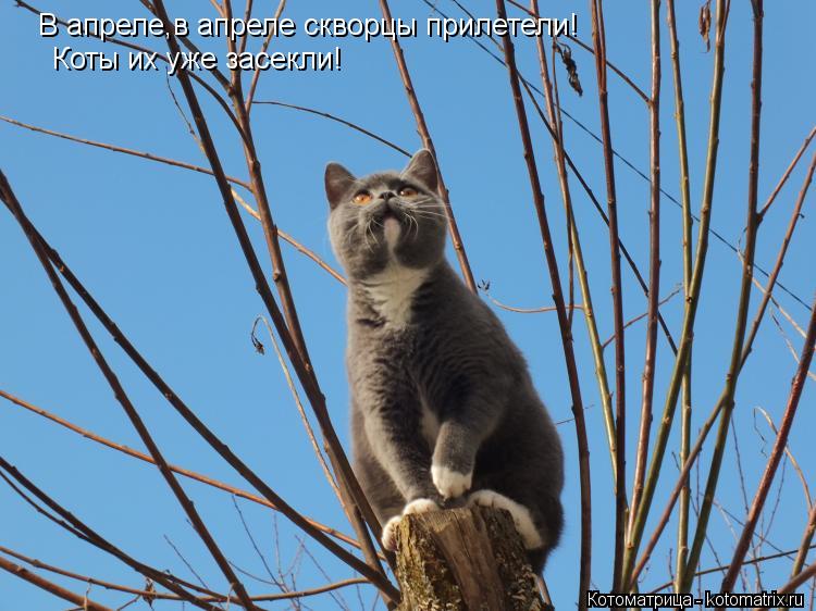 В апреле,в апреле скворцы прилетели! Коты их уже засекли!... Котоматрица: В апреле,в апреле скворцы прилетели! Коты их уже засекли!