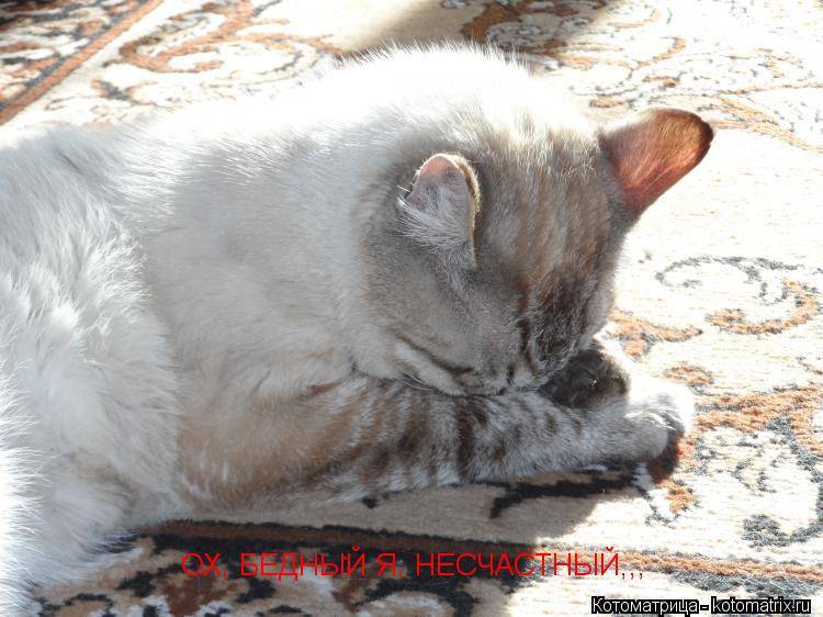 ОХ, БЕДНЫЙ Я, НЕСЧАСТНЫЙ,,,... Котоматрица: ОХ, БЕДНЫЙ Я, НЕСЧАСТНЫЙ,,,